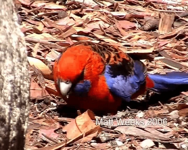 Crimson Rosella (Crimson) - ML201722011