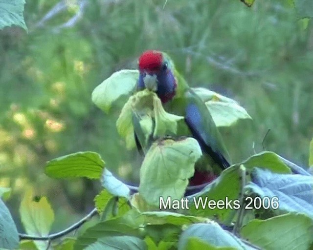 Crimson Rosella (Crimson) - ML201722021
