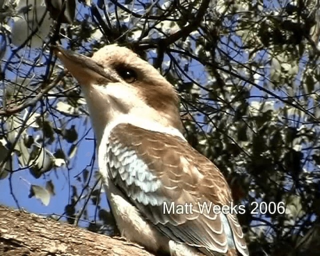 Laughing Kookaburra - ML201722041