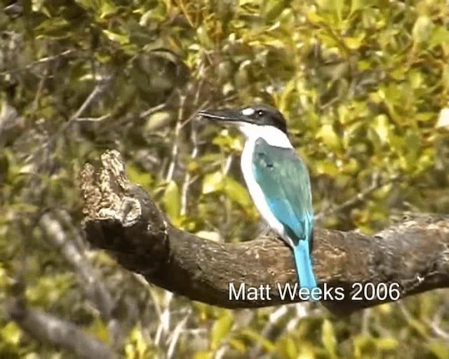 Torresian Kingfisher - ML201722051