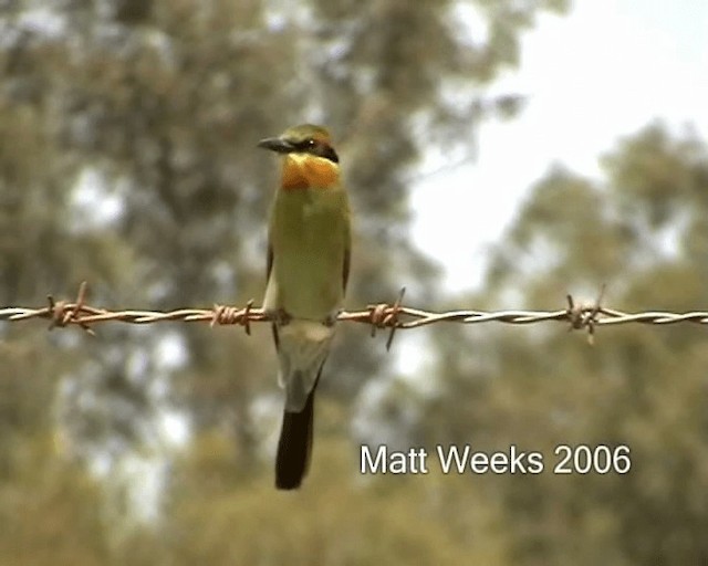 Rainbow Bee-eater - ML201722061