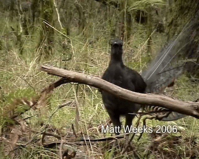 Superb Lyrebird - ML201722071