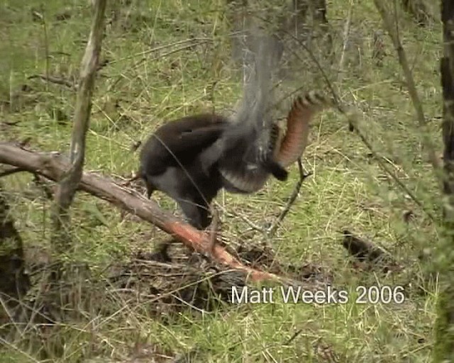 Superb Lyrebird - ML201722081