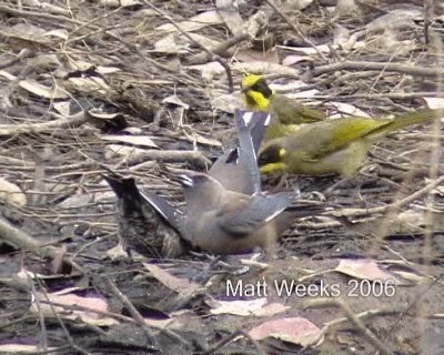 ウスズミモリツバメ - ML201722091