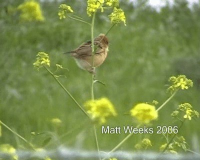 Golden-headed Cisticola - ML201722101