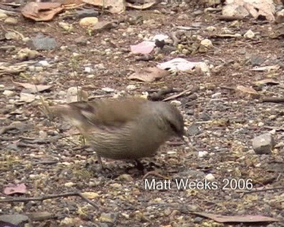 Brown Treecreeper - ML201722111