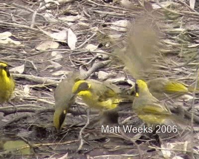 gulduskhonningeter (melanops/meltoni) - ML201722131