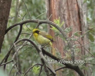 gulduskhonningeter (melanops/meltoni) - ML201722141