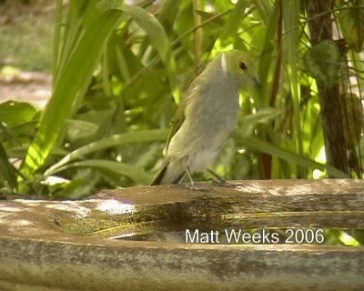 White-plumed Honeyeater - ML201722151