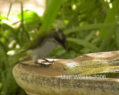 White-naped Honeyeater - ML201722161