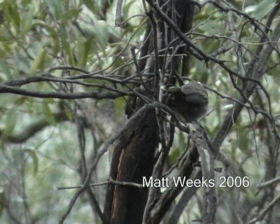 White-browed Babbler - ML201722171