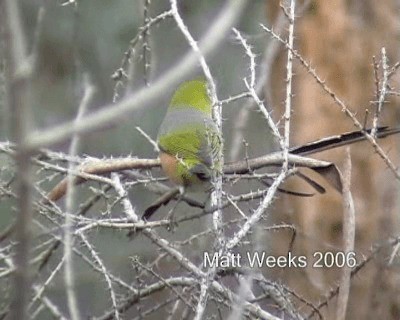Silvereye - ML201722221