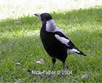 Australian Magpie (White-backed) - ML201722251