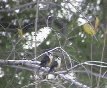 Black-thighed Falconet - ML201722281