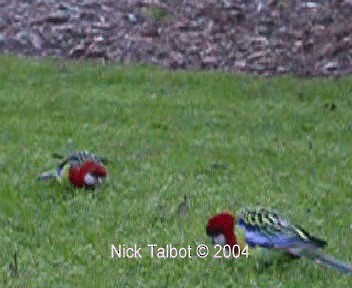 Eastern Rosella - ML201722291