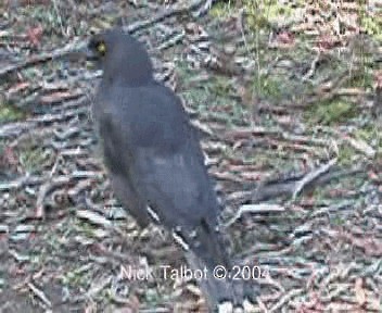 Black Currawong - ML201722311