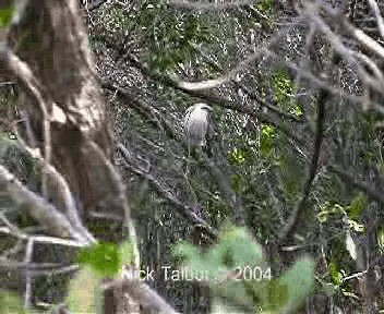 Bali Myna - ML201722341