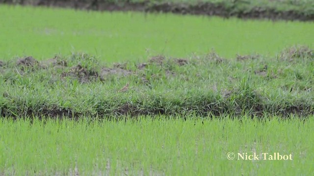 orientpiplerke - ML201722351