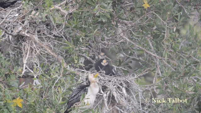 Little Pied Cormorant - ML201722361