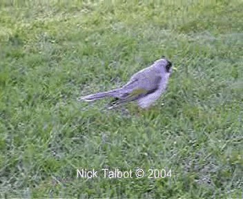 Noisy Miner - ML201722401