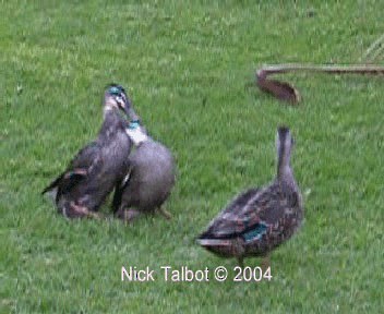 Canard à sourcils - ML201722411