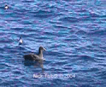 Southern Giant-Petrel - ML201722441