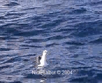 Albatros de Carter - ML201722461