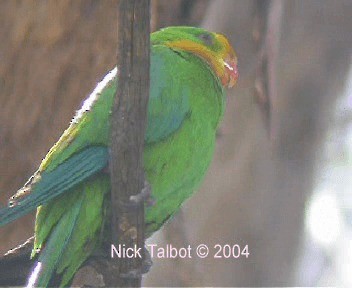 Superb Parrot - ML201722501