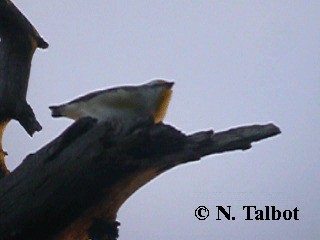 キボシホウセキドリ（ornatus） - ML201722521