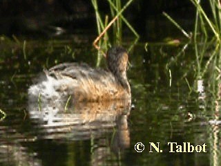 Australasian Grebe - ML201722551