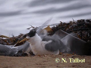 Great Crested Tern - ML201722561