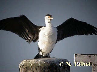 Pied Cormorant - ML201722581