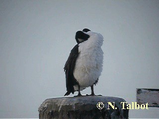 Cormoran varié - ML201722591