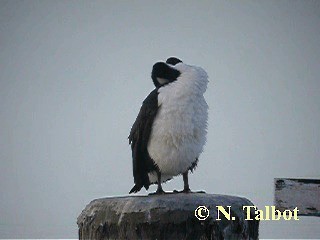 Pied Cormorant - ML201722591