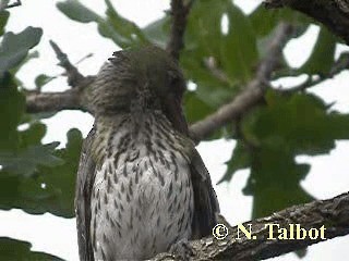 Olive-backed Oriole - ML201722601