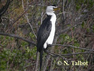 Little Pied Cormorant - ML201722621