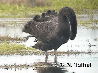 Black Swan - ML201722661