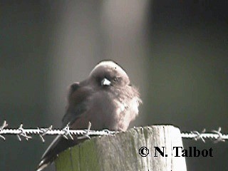 Dusky Woodswallow - ML201722681