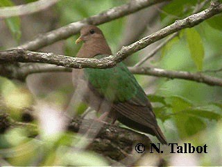 Palomita Esmeralda Cabeciparda - ML201722811