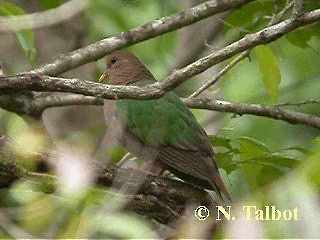 Palomita Esmeralda Cabeciparda - ML201722821