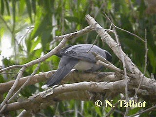 Black-faced Cuckooshrike - ML201722831