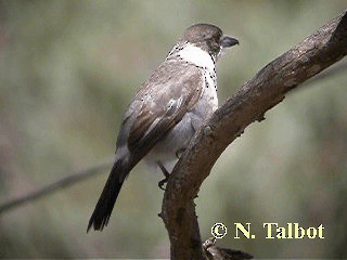 Graurücken-Krähenstar - ML201722881