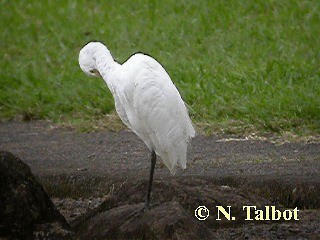 Little Egret (Australasian) - ML201722891