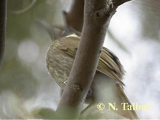 Lewin's Honeyeater - ML201722911