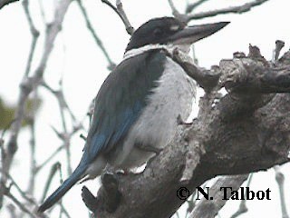 Torresian Kingfisher - ML201722971