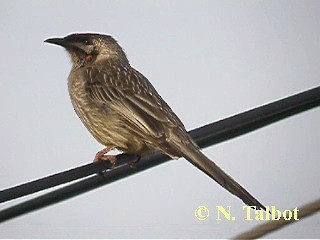 Red Wattlebird - ML201723001