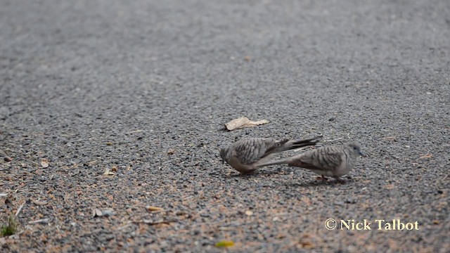 Peaceful Dove - ML201723031