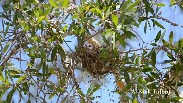 Australasian Figbird - ML201723041