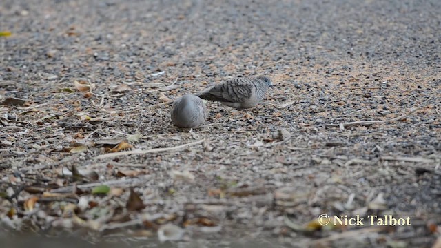 Peaceful Dove - ML201723131