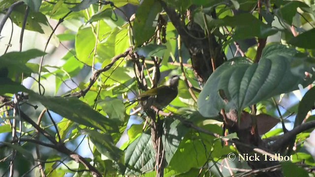 Lewin's Honeyeater - ML201723161